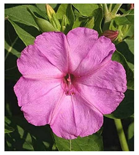 80 Pink Four O'clock Seeds - Tender Perennial That Reseeds Easily #TOP6