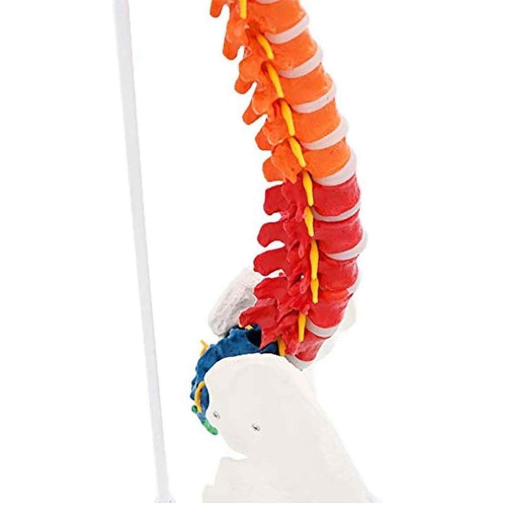 Modello anatomico Umano Colore Colonna della Colonna della Colonna della Colonna della Colonna 80 cm Modello di Colonna di insegnamento Flessibile