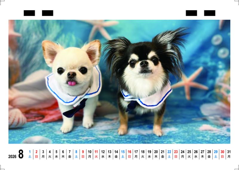 Amazon | 【予約販売】 チワワのUNI＆EBI 犬 2026年 卓上カレンダー