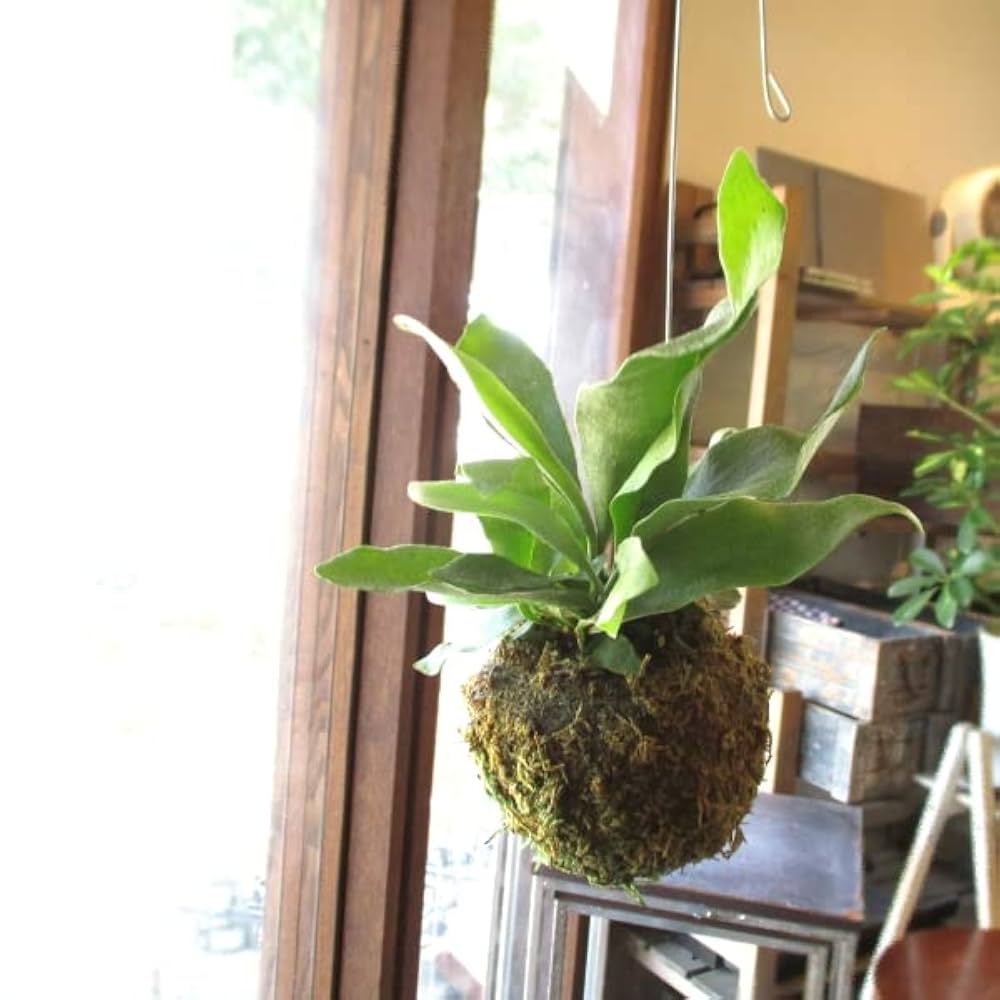 Amazon｜コウモリランの苔玉 ミニ ワイヤー吊り玉仕立て ミニ