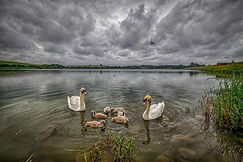 Jintu 420-1600Mm 800Mm F/8.3 Manual Zoom Telephoto Lens + T-Mount For Canon Eos Dslr Cameras 4000D 2000D 1200D T7 T7I T6 T6I T5 T5I Sl2 80D 77D 700D 70D 60D 50D 5D 6D 7D 600D 550D White #TOP5