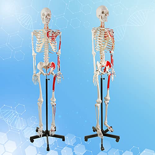 Image of breesky 70.8 Inches Human Skeleton Model for Anatomy - Life Size Medical Human Skeleton Model with Numbered & Painted Muscle Origin and Insertion Points Rolling Stand