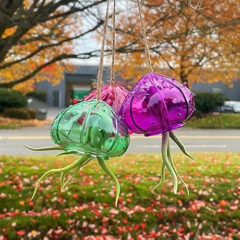 NW Wholesaler - 3Pcs of Indoor Hanging Tillandsia Air Plants in Glass Sea Urchin Shell - Live Houseplants Hanging Decor, Easy Care Hanging Plant with Raffia Twine and Glass Shell Cover