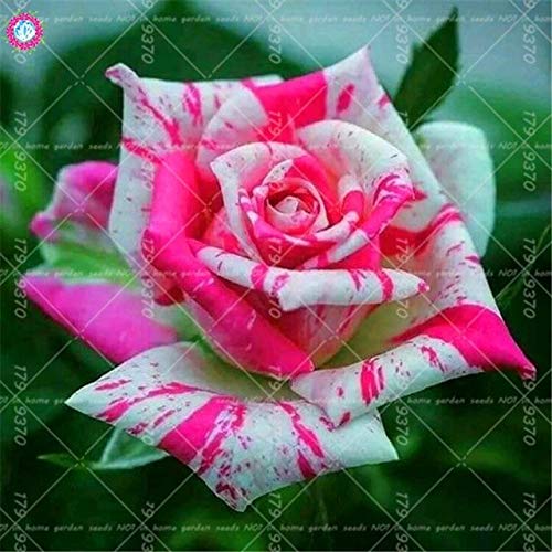Petsdelite® Rare 2 Color Petals Rose Beautiful Leopard Rose Tree Bonsai