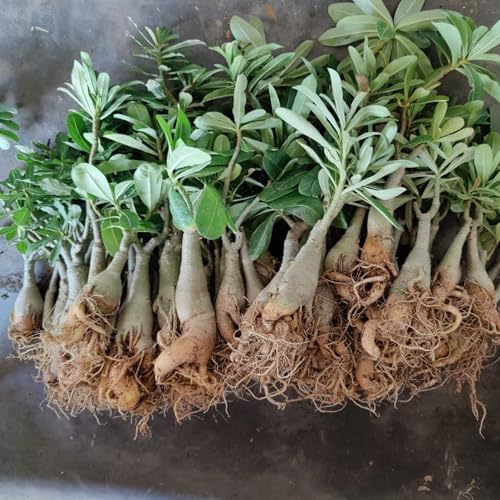 Generic DPEYARO0 Bonsai Adenium Plant, Multicolor, Pack of 10 - Image 8