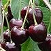 PIANTA ALBERELLO DA FRUTTO ALBERO DI CILIEGIA DURONE NERO DI VIGNOLA immagine