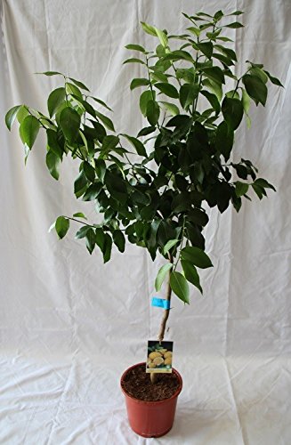 Limonero (maceta de 15 cm Ø) - Arbol frutal vivo