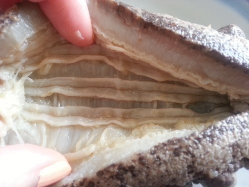 Erlin 1Lb Sun Dried Sea Cucumber Badionotus Extra Large Size #TOP1