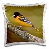 3dRose Canada, Ontario, Rondeau Provincial Park. Baltimore Oriole on Limb. 16x16 inch Pillow Case