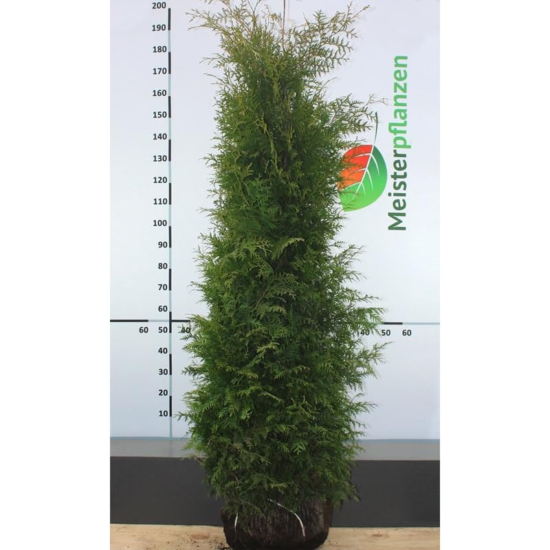 Thuja Brabant 180-200 cm. 18 Trees of Life. Evergreen, Hardy, Privacy  Screen : Amazon.de: Garden