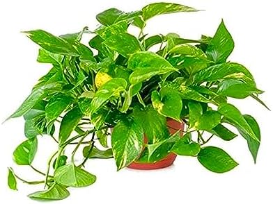 American Plant Exchange Golden Pothos – 6-Inch Pot – Live Easy Ca...