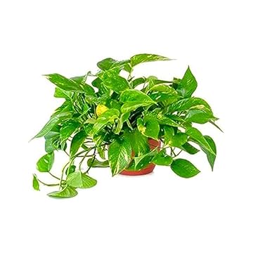 5 Tall Indoor Plants That Will Transform Your Space 3 best tall indoor plants for beginners