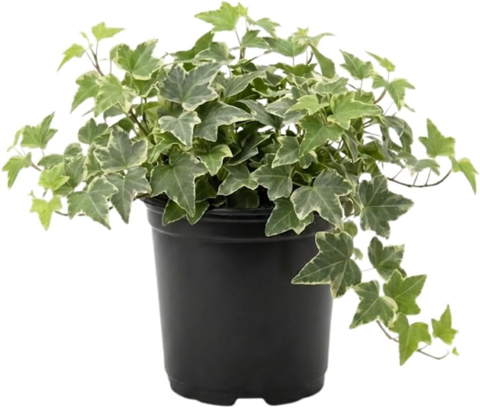 GINGERGLOW Glacier English Ivy in 6 Inch Pot for Planting | Trailing & Climbing Easy-Care House Plant | Real English Ivy Plant for Indoor Décor