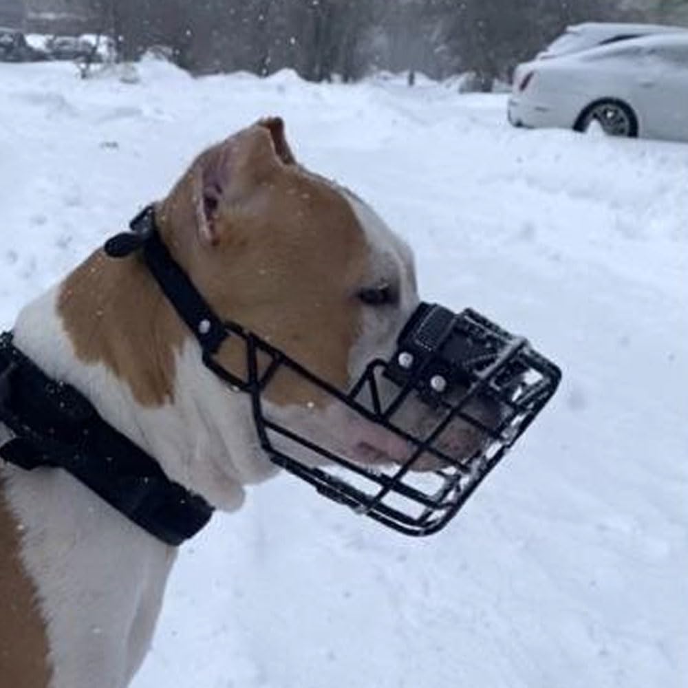 Bozal de Metal para Perro (Talla 38, XL) para Amstaff Grande, Pit Bull, Ca de BOU - Cesta de Alambre de tamaño máximo para Cabeza Ancha y hocico Corto - Duradero y Transpirable