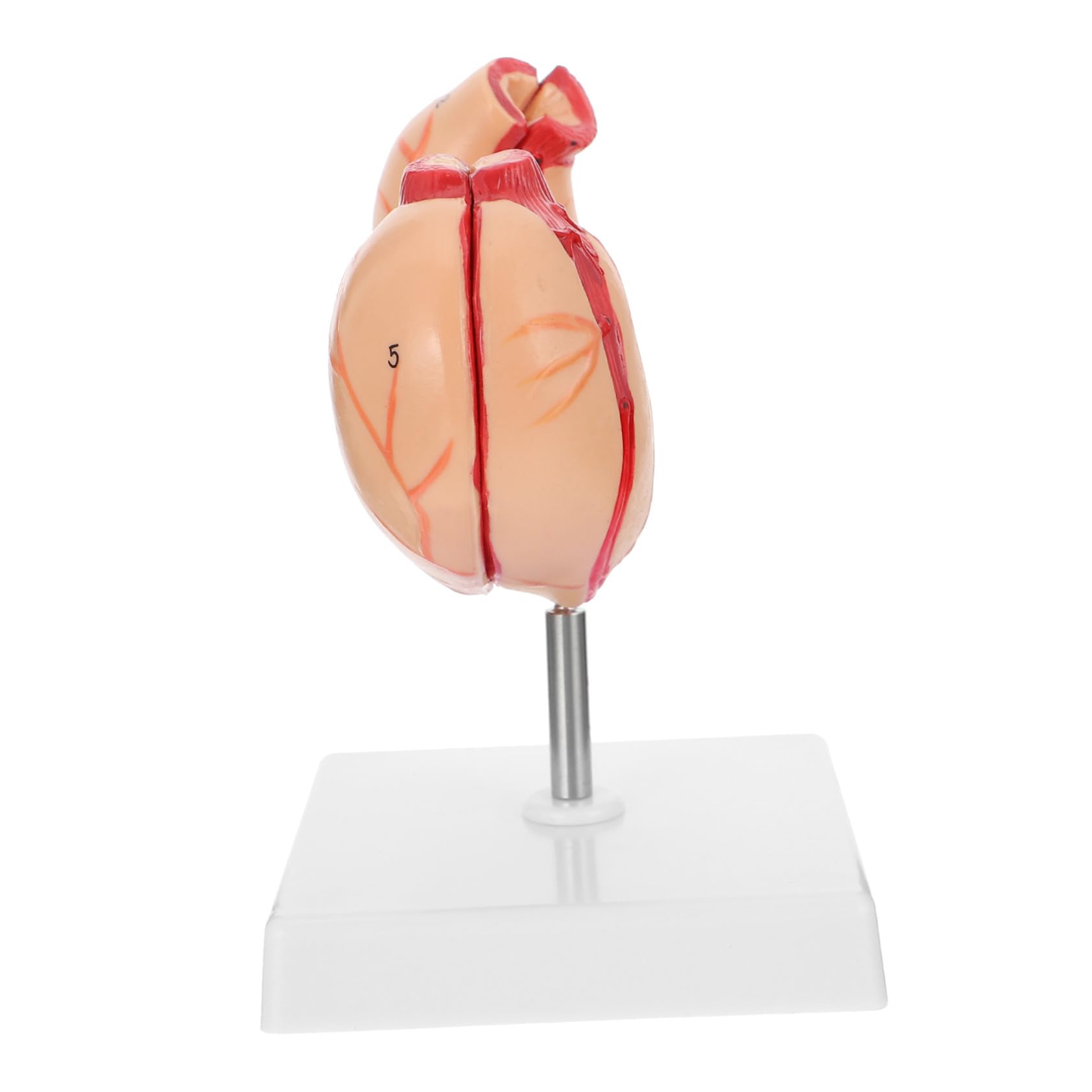 Medizinisches Anatomisches Magenmodell Naturgetreues Schul Lehrmittel Langlebiges Umweltfreundliches Material Für Biologie Unterricht