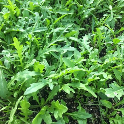 120 piezas Semillas de rúcula perenne resistente balcón con cama elevada de jardin exóticas jardin semillas silvestres