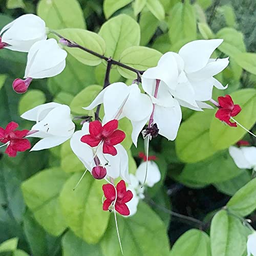 Bleeding Heart Vine Seeds Glory Bower, Clerodendrum Thomsoniae Perennial Tender Fast-Growing Tropical Climbing Vine Evergreen Outdoor Border Bed Garden 20Pcs By Yegaol Garden #TOP3