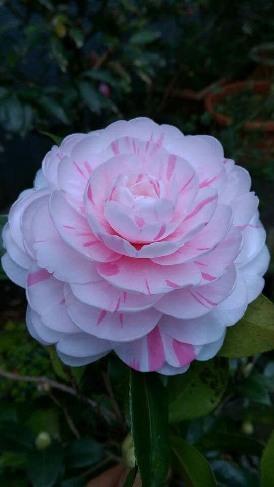 CAMELLIA FLOWER PLANT 5270