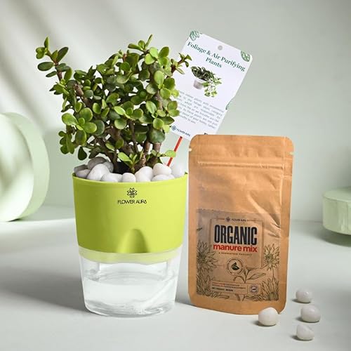 FlowerAura Air Purify Live Indoor Good Luck Jade Plant In Green S...