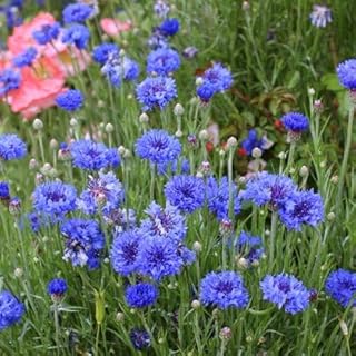 Amazon | コーンフラワーエキス 10mL | 日本漢方医薬研究所 | 化粧品原料・原液 通販