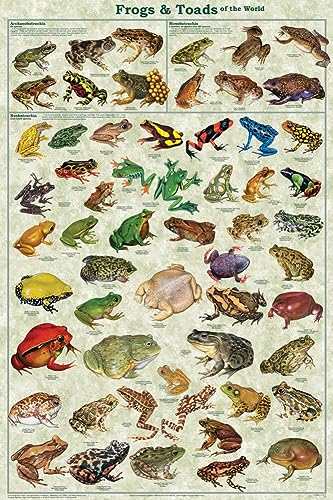 Frogs & Toads of the World Educational Poster 24 x 36in
