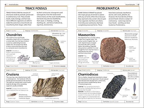 Fósiles para Niños: Aprende y Descubre la Paleontología