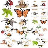 Montessori Life Cycle Animal Figurines Learning & Education Toys, Plastic Insect Snail Ladybug Bee D