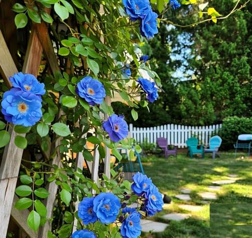 EARTH HOPPER® Climbing Rose Flower Seeds | Rose Seeds for Home Gardening| Easy to Grow for Balcony, Terrace & Garden Trellis hand-selected seeds with 85–90% germination. (15 SEEDS) - Image 7 thumbnail