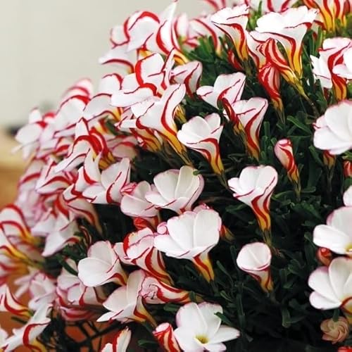 球根 カラーの人気商品 通販 価格比較 価格 Com