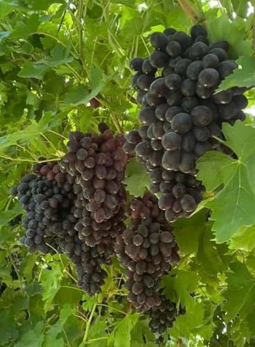 Image of Black Grape Live Plant a€ inch Sweet Seedless Hybrid Variety for Home Garden, Terrace & Balcony | Grafted Fruit Vine Tree for Organic Farming & Outdoor Growing | Healthy Angoor Plant