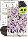 Seed Needs Pink Baby's Breath Seeds for Planting Rosy Pink Blooms - Heirloom & Open Pollinated Wildflowers to Attract Pollinators to a Butterfly Garden - Great for Cut Flowers (1 Pack)