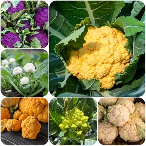 Semillas de coliflor, semillas jardín para lugares soleados exterior raras exóticas cobertura del suelo resistentes para el jardín balcón 800pcs