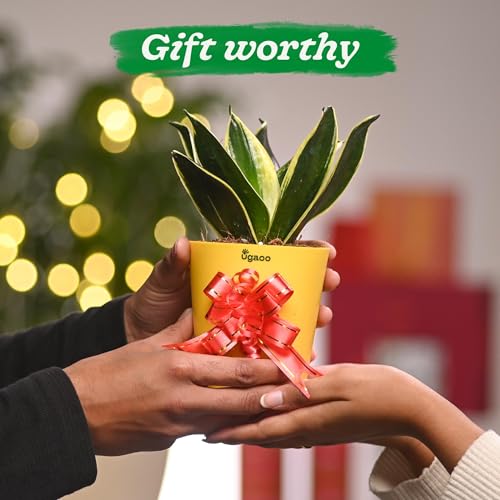 Ugaoo Sansevieria Golden Hahnii Snake Plant With Self Watering Pot (Image - 4)