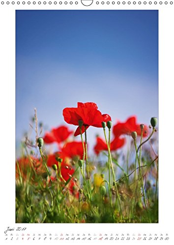 Blumengarten (Wandkalender 2017 DIN A3 hoch): Fotografien von wunderschönen Blumen und Blüten. (Monatskalender, 14 Seiten) (CALVENDO Natur) [Apr 09, ... Angela und DESIGN Photo + PhotoArt, AD