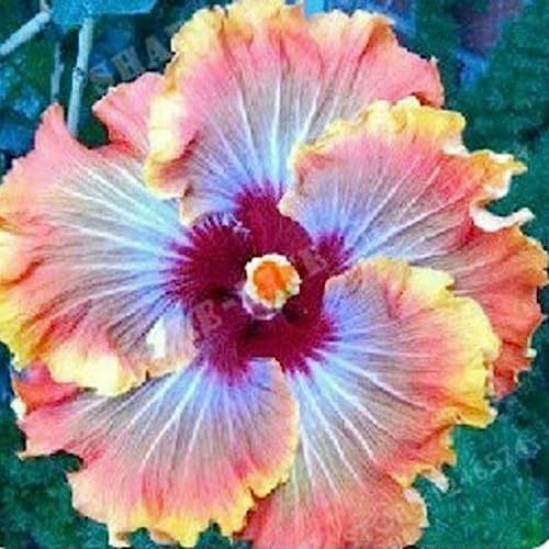 Luojuny Graines d'hibiscus, 50 pièces/sac graines d'hibiscus fleur tropicale décor à la maison vivace en pot bonsaï graines de plantes pour jardin Graines d'hibiscus Luojuny Graines d'hibiscus, 50 pièces/sac graines d'hibiscus fleur tropicale décor à la maison vivace en pot bonsaï graines de plantes pour jardin Graines d'hibiscus