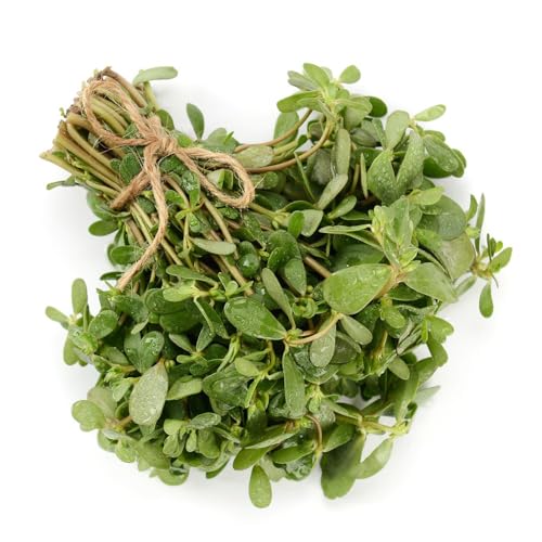 verdolaga resistentes al aire libre semillas de semillas orgánicas de balcón resistentes jardín interior jardín del balcón invernadero 500pcs