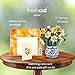 Freshcut Paper Pop Up Cards, Mini English Daffodils, 6 Inch Mini Sized Forever Flower Bouquet 3D Popup Greeting Cards, Birthday Cards, Get Well Gifts, Blank Notecard & Envelope