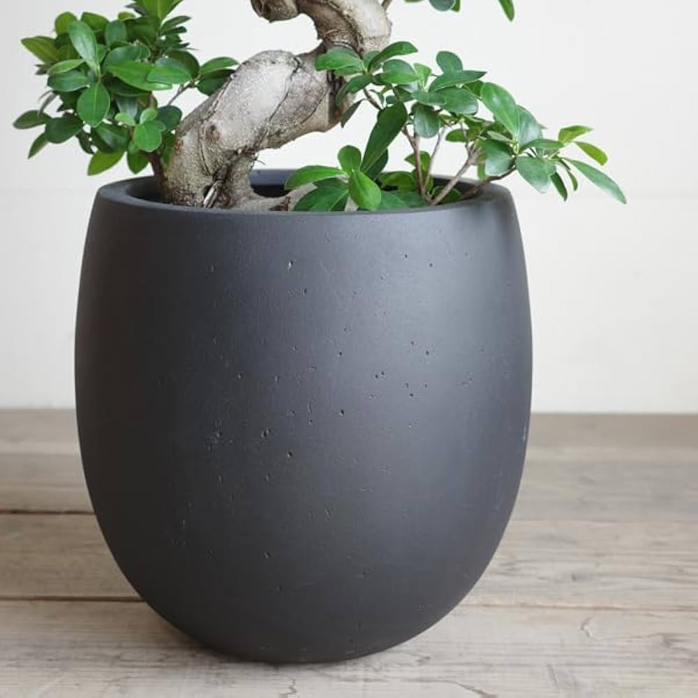 縁起物 ガジュマル 曲がり昇り龍幸福の木 健康 幸せ 登り龍 陶器鉢 人気 縁起物 ガジュマル 曲がり昇り龍幸福の木 健康 幸せ 登り龍 陶器