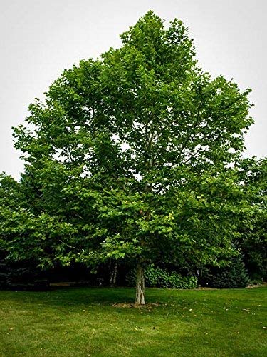 American Sycamore Tree15 Seeds (Platanus occidentalis)