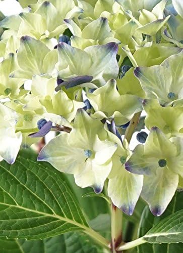 【母の日ギフト】鉢花アジサイ 5号ラグーンキャメルポットブラウン