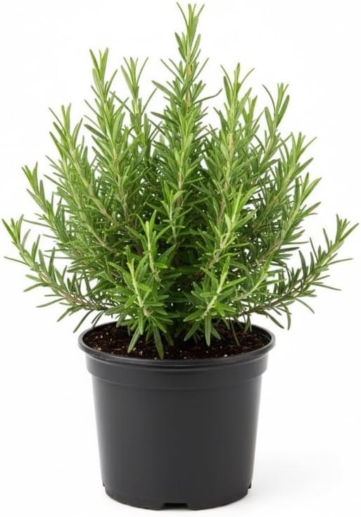 Planta de romero, maceta de 4 pulgadas, planta de hierbas perennes, plantas de romero vivas para plantar en interiores y exteriores, jardín, hogar,
