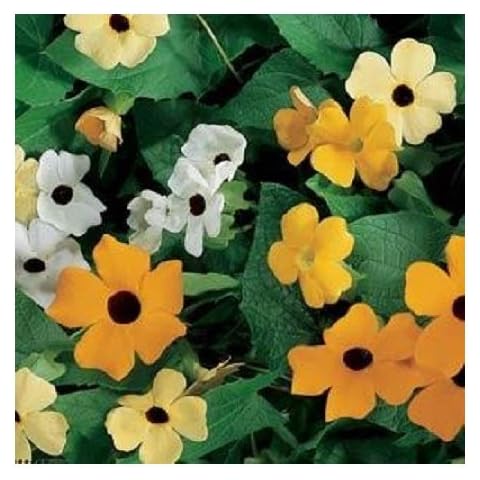 Thunbergia alata 'Mixture' / Black Eyed Susan/Climber/Seeds Cover