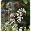 Syrian Oregano Origanum Syriacum