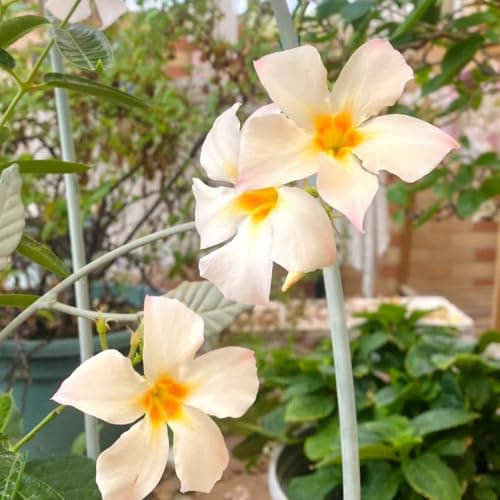 Mandevilla, Mandevilla laxa, blumensamen mehrjährig winterhart wildblumensamen balkonpflanzen 200Samen