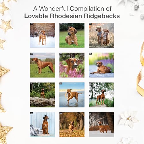 Image of RED EMBER Rhodesian Ridgebacks 2026 Wall Calendar 12 Month | 12 inch x 24 inch Open | Thick & Sturdy Paper | Giftable | Cute Puppy Dog Calendar 2026