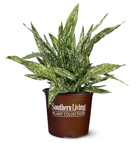 1.5 Gal Tokyo Skies Aspidistra - Variegated Cast Iron Plant