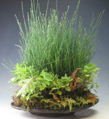 Amazon 初夏 秋の山野草 花芽付き 野菊 姫トクサの石付け 現品 秋開花中 ヴェールモア 観葉植物 通販 Amazon 初夏 秋の山野草 花芽付き 野菊 姫トクサの石付け 現品 秋開花中 ヴェールモア 観葉植物 通販