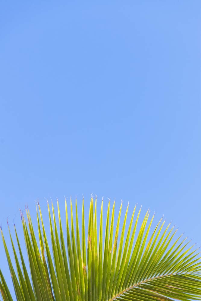 Posterazzi DPI12351168LARGE Primer plano de un árbol de coco verde fronda de palma contra un cielo azul claro Honolulu, Oahu, Hawaii, Estados Unidos de América, impresión fotográfica, 61 x 96 cm