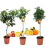 Pack Limonero - Naranjo - Pomelo - Mandarino Planta Natural - (Altura 110 Cm) Maceta 22 cm (Pack Limonero+Naranjo+Pomelo)