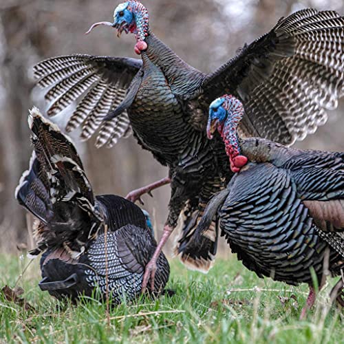 Coyote Howler Turkey Diaphragm Call The Turkey Call Store